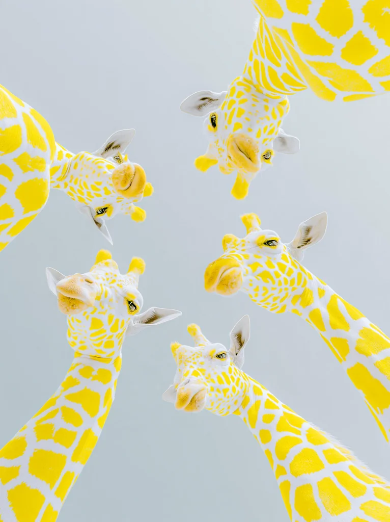 White and lemon yellow giraffes seen from directly below, leaning in around a pale gray sky