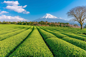 Aerial View of Lush Green Tea Plantations with Snow-Capped Mountain