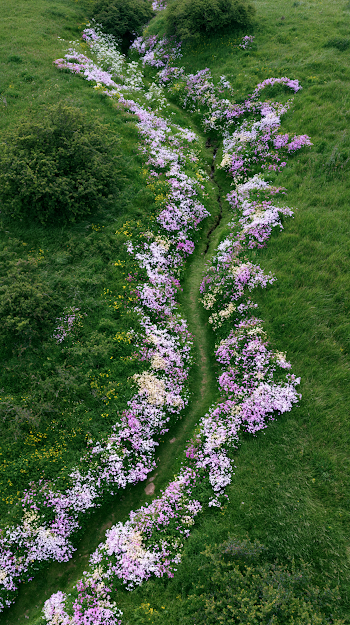 Aerial View of Winding Grass Path with Wildflowers