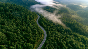 Aerial View of Winding Road through Lush Green Forest