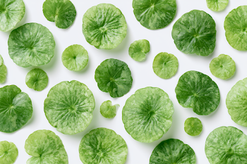 Botanical Flat Lay of Aquatic Leaves