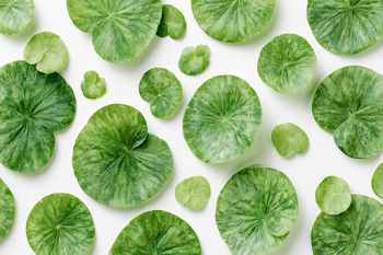 Botanical Flat Lay of Aquatic Leaves on White Background