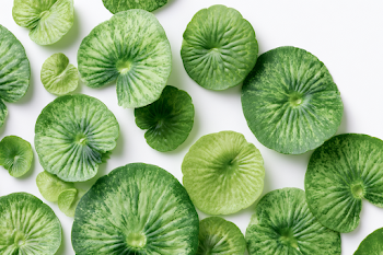 Botanical Flat Lay of Aquatic Leaves on White Background
