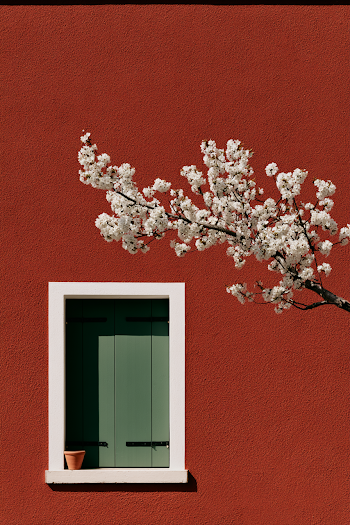 Charming Cherry Blossoms Against a Rich Red Wall
