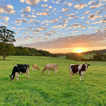 Charming Morning on an Australian Farm