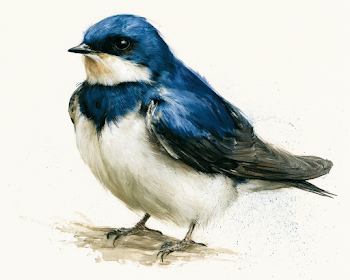 Close-Up of a Swallow Bird in Storybook Style