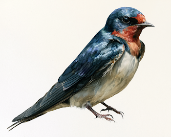 Close-Up of a Swallow Bird in Storybook Style