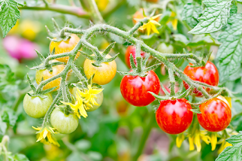 Close-Up of Cherry Tomato Plant with Colorful Fruits