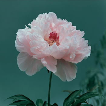 Delicate Blush Pink Peony Blossom