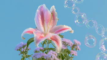 Dreamlike Bloom of an Oriental Lily with Soap Bubbles