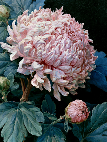 Elegant Blooming Chrysanthemum in Soft Pastel Colors