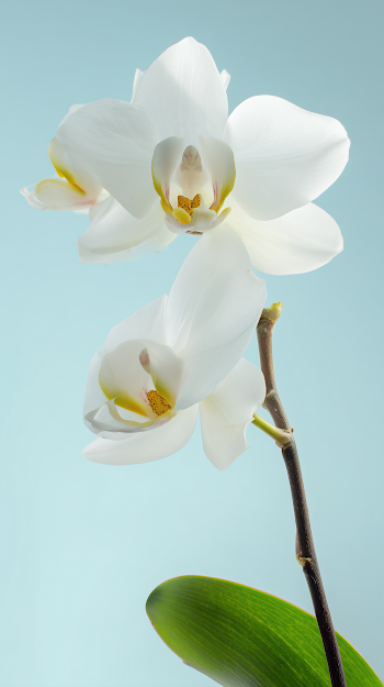 Elegant White Orchid Blooms in Soft Blue Background