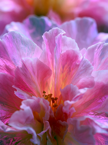 Ethereal Camellia Petal in O'Keeffe Style