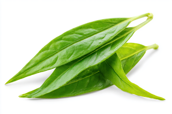 Fresh Green Leafy Sprig Isolated on White Background