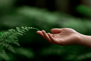 Gentle Touch of Nature: Fern Frond and Human Hand