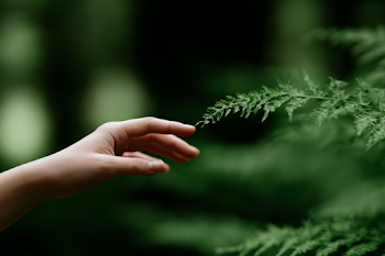 Gentle Touch of Nature: Hand Reaching for a Fern
