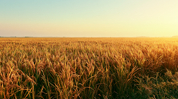 Golden Rice Field at Harvest Season