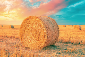 Golden Wheat Field with Hay Bales at Sunset