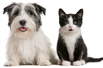 Heartwarming Friendship: Cute Dog and Tuxedo Cat Together