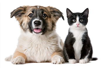 Heartwarming Friendship: Dog and Cat Together