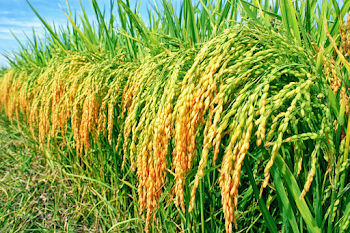 Lush Rice Paddy Field in Golden Harvest