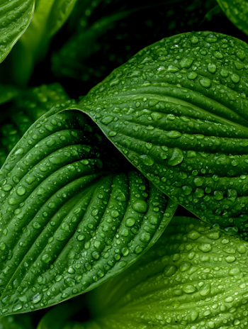Macro Close-Up of Dew-Kissed Green Leaves