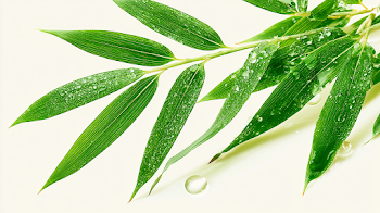 Macro View of Fresh Bamboo Leaves with Dew Drops