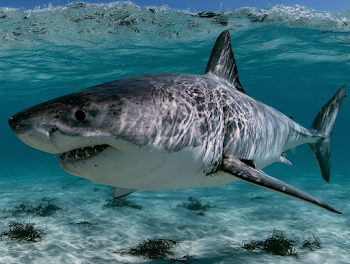 Majestic Great White Shark Underwater