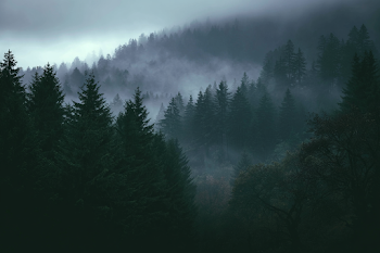 Misty Evergreen Forest in Atmospheric Haze