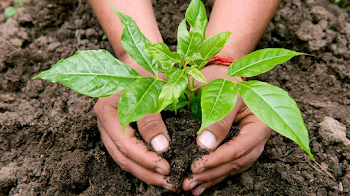 Nurturing New Growth: Close-Up of Planting a Young Sapling