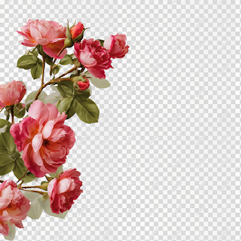 PNG Delicate Rose Border for Signage