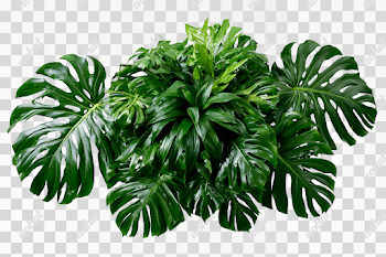 PNG Lush Tropical Foliage Arrangement on White Background