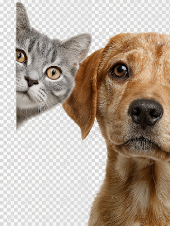 PNG Playful Cat and Dog Peeking from Corner