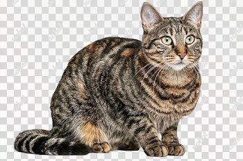 PNG Realistic Brown Mackerel Tabby Cat Portrait
