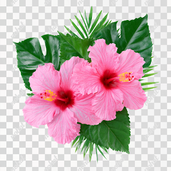 PNG Tropical Hibiscus Flowers with Monstera Leaves