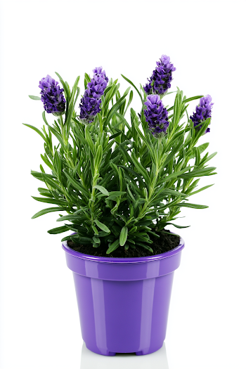Potted Lavender Plant in Glossy Purple Pot