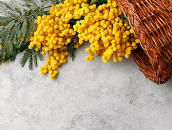 Rustic Wicker Basket with Yellow Mimosa Flowers