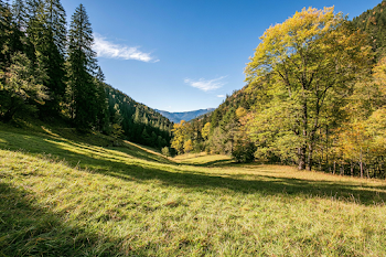 Serene Meadow Corridor in Autumn Light