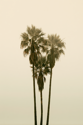 Serene Trio of Palmtrees in Muted Tones