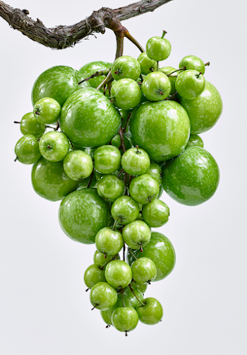 Surreal Cluster of Vibrant Green Apples