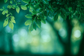 Tranquil Green Leaves with Dreamy Background