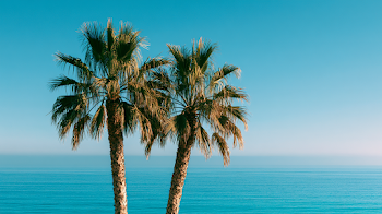 Tropical Beach Serenity with Palm Trees