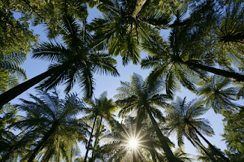 Tropical Canopy: Sunlit Palm Trees and Ferns
