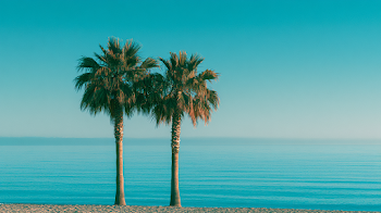 Tropical Paradise: Palm Trees and Turquoise Waters