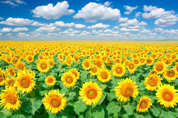 Vast Sunflower Field Under a Blue Sky