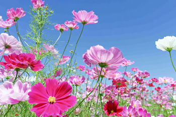Vibrant Cosmos Flowers in a Lush Meadow
