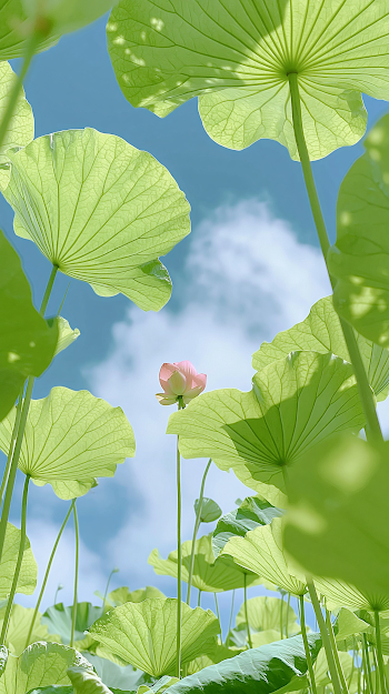 Vibrant Lotus Blossom against Azure Sky