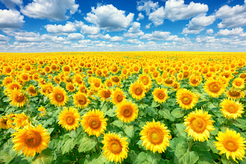 Vibrant Sunflower Field Under Blue Skies