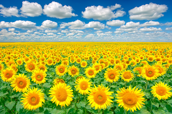 Vibrant Sunflower Field Under Blue Sky