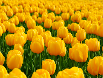 Vibrant Yellow Tulip Field in Bloom